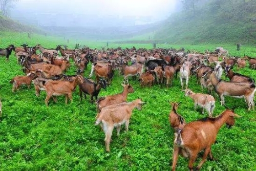 庄天慧：实现2020年后的可持续贫困治理