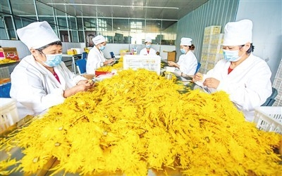 药茶产业促增收