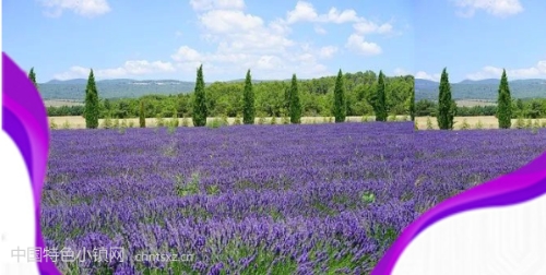 恒信集团薰衣草特色小镇新闻发布会成功举行