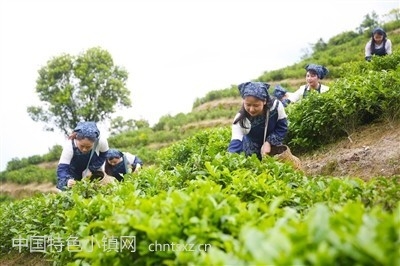 致力打造茶叶特色小镇