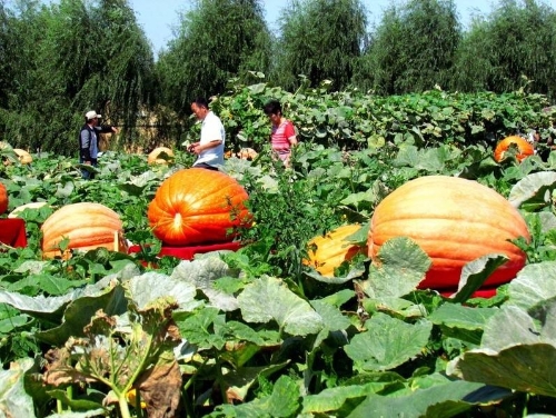 长春农博会签约金额44亿元