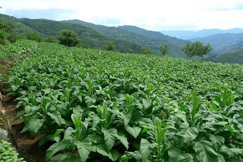 云南镇沅打造绿色产业基地