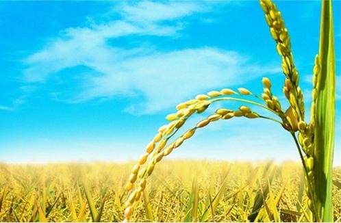 力构建多元化农业农村投入格局 ——中央农办、农业农村部负责人就扩大农业农村有效投资答记者问