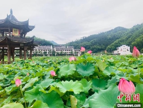 “守绿之城”浙江莲都：让绿色成为经济发展“新活法”