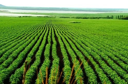 河北邢台：打造贫困群众身边的“绿色银行”