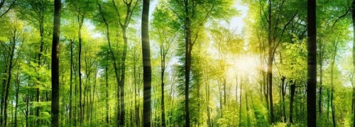 青岛市审计局以“大数据、多平台、新方式”助力森林资源“绿色”审计