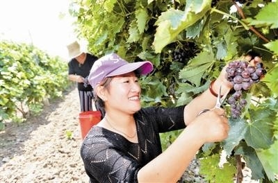 东丽区胡张庄村坚持绿色发展从贫困村变成“乡村振兴示范村”：大棚葡萄熟了 村民日子甜了