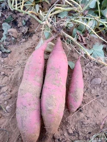 山东省临沂市莒南县乡村振兴服务三队助力打造“薯香小镇” 帮助农户增加收入