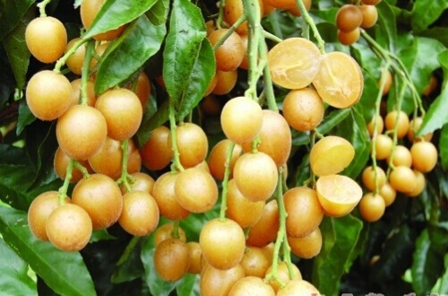 大成黄皮 食药俱佳