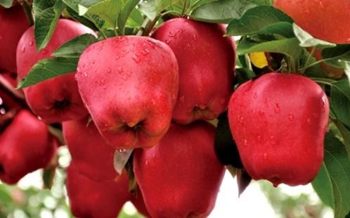 直播带货成了新农活（走向我们的小康生活）