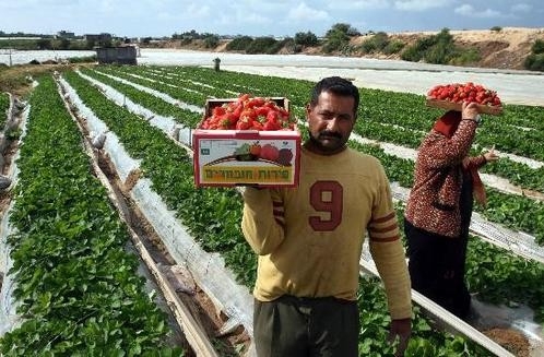 中国市场成为中东欧农产品出口新增长点