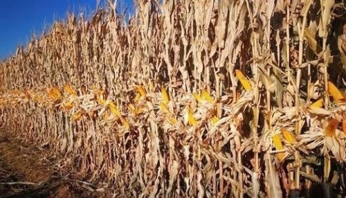 中国农科院创制出玉米密植高产绿色生产新技术体系