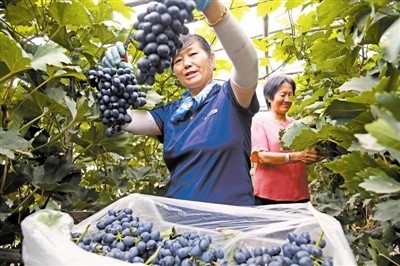 走上绿色路 “灰锅”变“金锅”