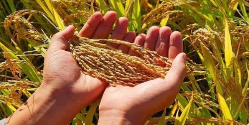 优质粮食工程投资逾800亿元