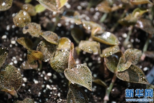 江西芦溪：深山种药草 拓宽脱贫路