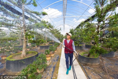 江苏如皋：苗木栽植 绿色富民