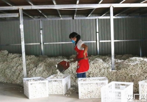 保山腾冲：“绿色”产业唱主角 奔向小康路宽阔