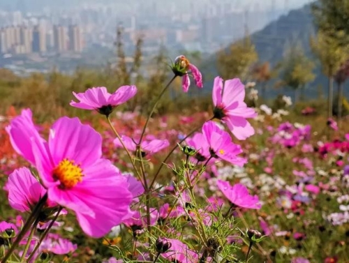 兰州丨建设绿色美丽家园，为“乡村振兴”插上绿色梦想