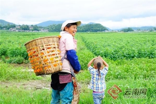 云南腾冲：“绿色”产业唱主角 奔向小康路宽阔