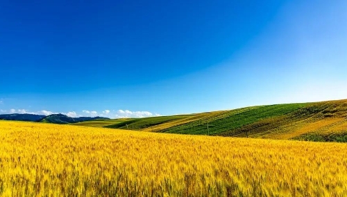 穷山村里有了绿色脱贫“黄金”