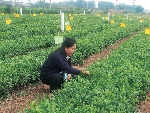 提升品质从绿色做起-日照绿茶