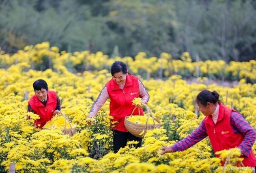 全面实施乡村振兴战略 加快农业农村现代化