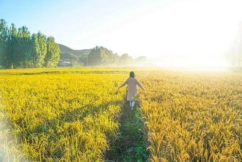 富锦建“稻”梦空间——依托独特优势，打造以稻田文化“田园综合体” 