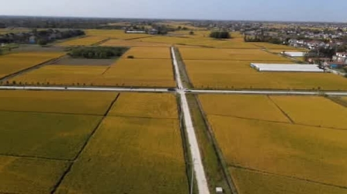 【走向我们的小康生活】江苏如皋：建设高标准农田 实现绿色生态富民