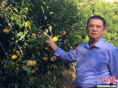 “以螨治螨”生防技术为广西果农带来绿色希望