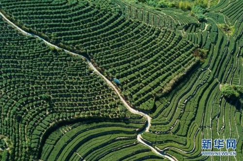 “秃头山”里种出“生态茶”——福建安溪槐川村的绿色致富路