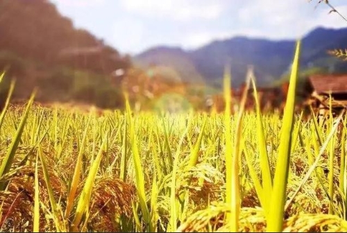 中央拨款45亿！“托管农业”上升为国家重点支持项目