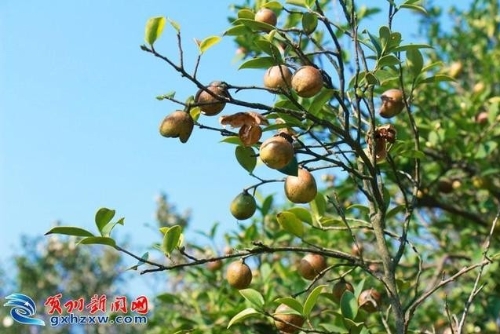 打造“绿色银行” 助力脱贫致富