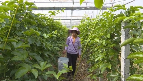 安龙：优质种苗蕴育精品水果产业