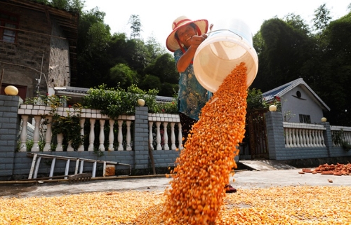 【回望“十三五”：我的收获与转变】一幅乡村振兴图