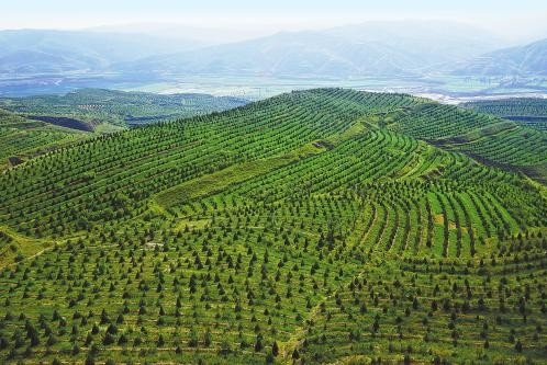 中央统筹、行业主推、地方主抓--生态保护和脱贫增收实现双赢