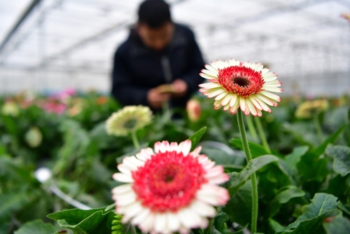 现代循环农业助兰州新区绿色发展