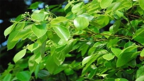 种植油樟树，走上致富路 荒山变身“绿色银行”