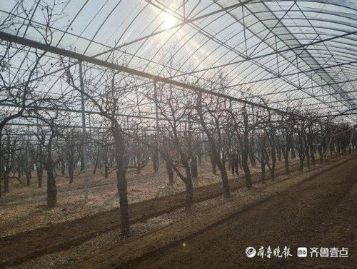 科技兴农 乐陵市农业农村局奋力谱写乡村振兴新篇章