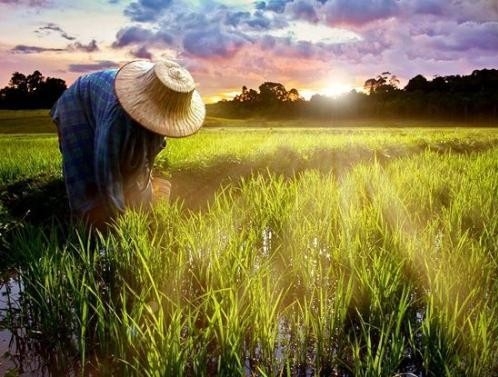 中国农业需要被认真当作产业去经营