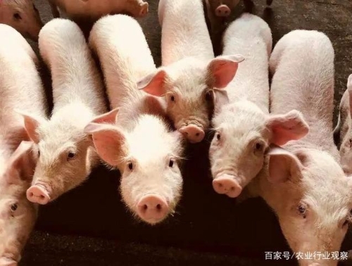 政策：加大有机肥产业化扶持；业内人士：垂直农场投入成本巨大