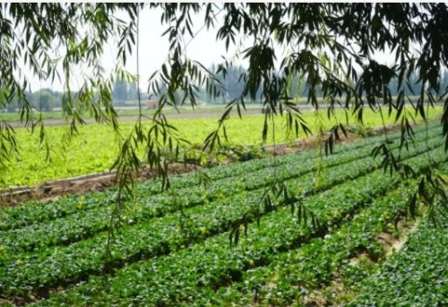 喜讯！宁夏成功获建国家农业绿色发展先行区