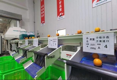 一颗国产即食猕猴桃诞生的背后：数字技术升级农业全链路