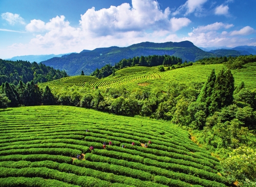 在把握“三个坚持”中加快推动绿色发展