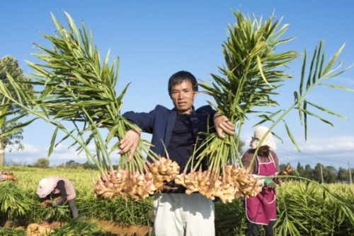 黔西南州普安：绿色信贷“姜”农户带上致富路