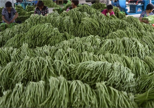 丽水创成农业绿色发展先行示范市