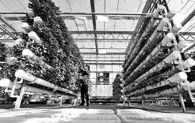 未来农业科技三个突破点：植物工厂、智慧农业、功能食品