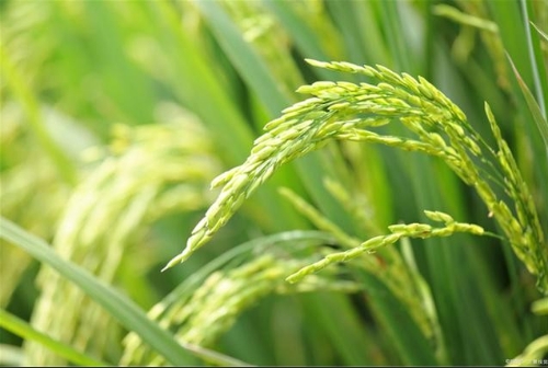 科学认识和推进农业绿色发展