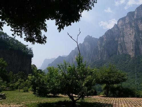 修武县开展“四大行动”助力绿色兴农