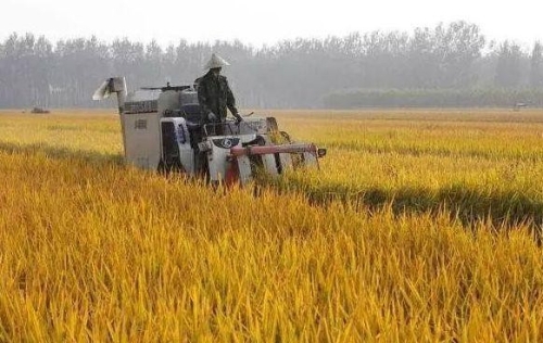 2021年粮补大调整，按实际耕地面积发补贴！快来看看你们家领多少