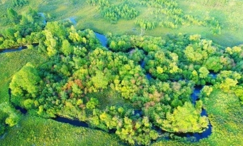 护林员税青国的“绿色坚守”